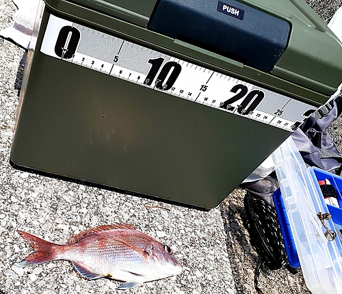 マダイの釣果