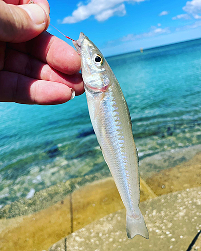 キスの釣果