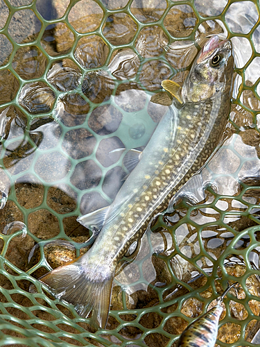 イワナの釣果