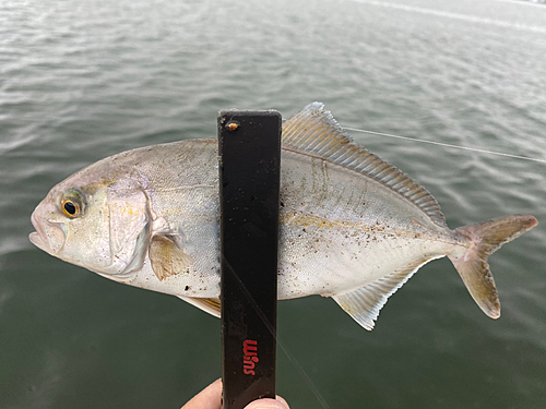 ショゴの釣果