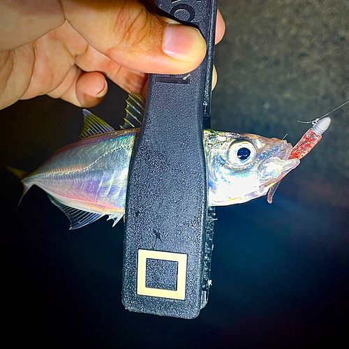 マアジの釣果