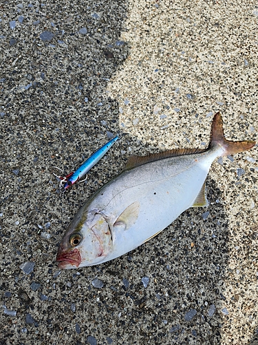 ショゴの釣果