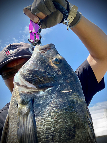 チヌの釣果