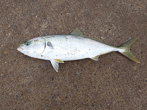 イナダの釣果