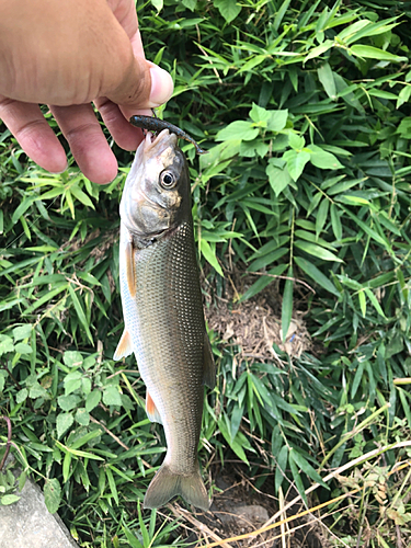 マルタウグイの釣果