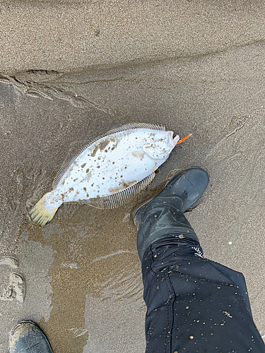 ヒラメの釣果