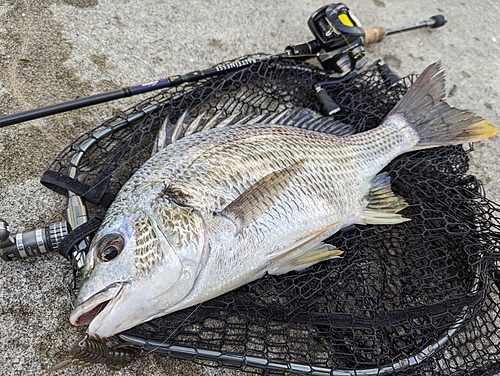 キビレの釣果