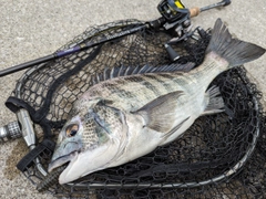 クロダイの釣果