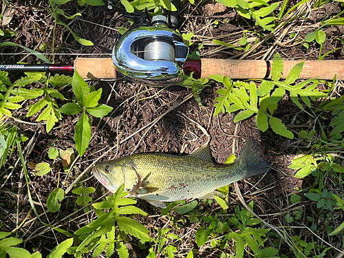 ラージマウスバスの釣果