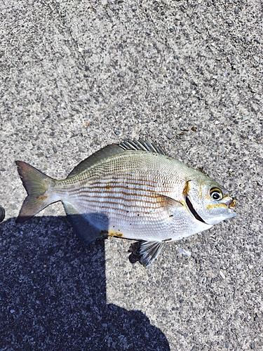 イスズミの釣果