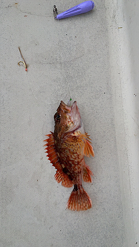 レンコダイの釣果