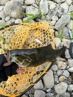 スモールマウスバスの釣果