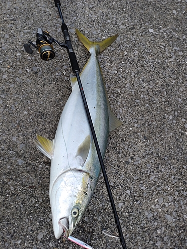 ハマチの釣果