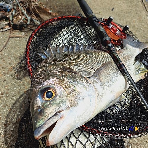 キビレの釣果