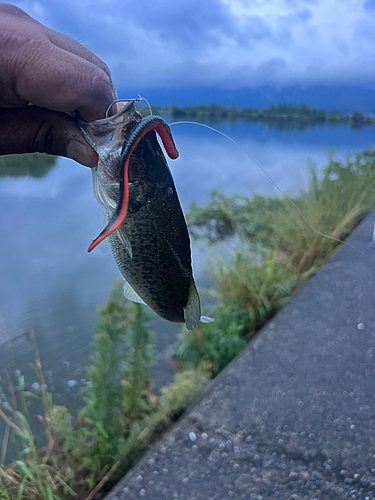 ラージマウスバスの釣果