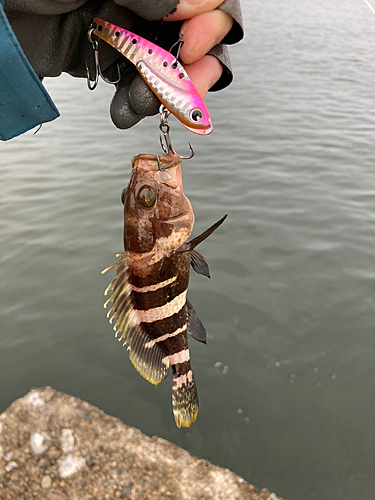 カマスの釣果