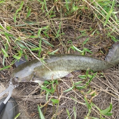 マナマズの釣果