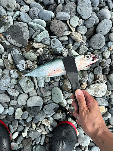 サバの釣果