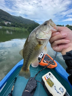 ラージマウスバスの釣果