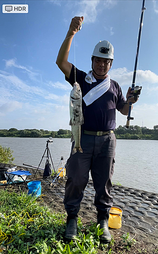 ニゴイの釣果