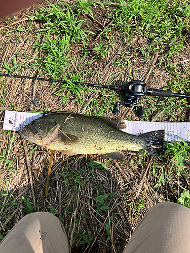 ブラックバスの釣果