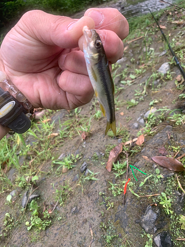 カワムツの釣果