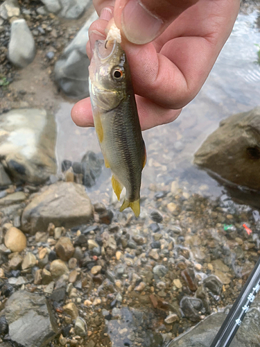 カワムツの釣果