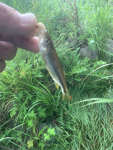 カワムツの釣果