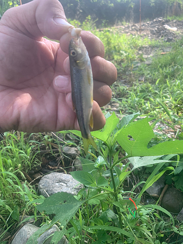 カワムツの釣果