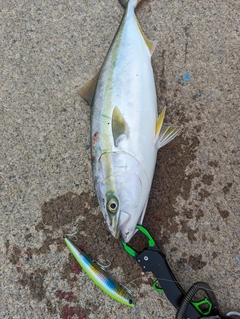 イナダの釣果