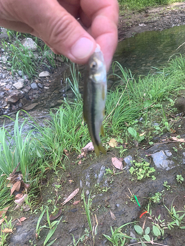 カワムツの釣果