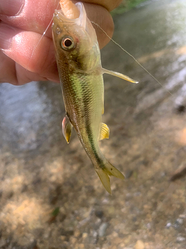 カワムツの釣果