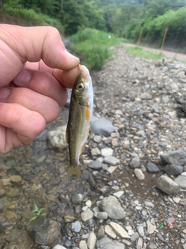 カワムツの釣果