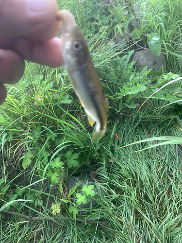 カワムツの釣果