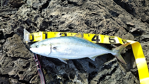 イナダの釣果