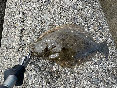 ソゲの釣果