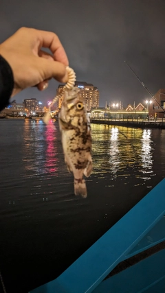 ソイの釣果