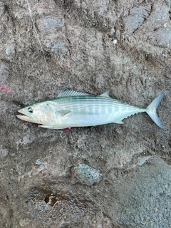 ハガツオの釣果