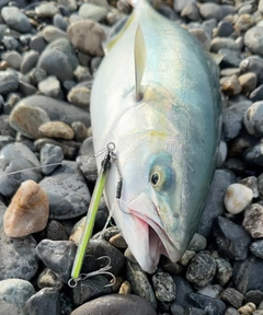 ハマチの釣果