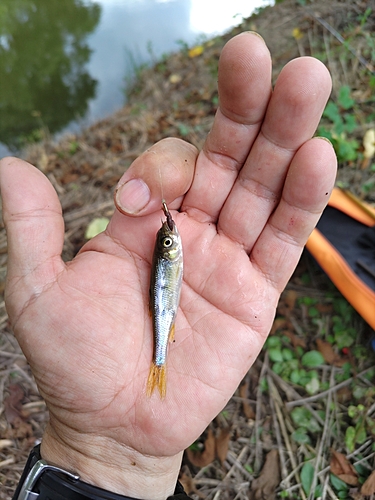 カワムツの釣果