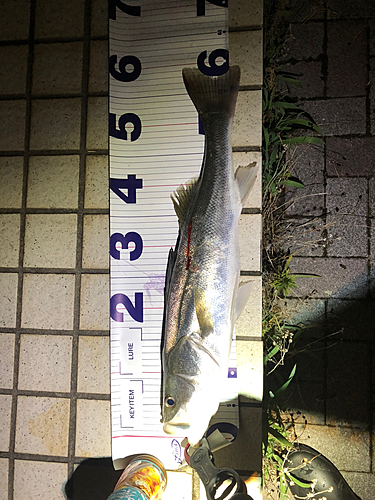 シーバスの釣果