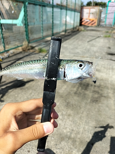 サバの釣果