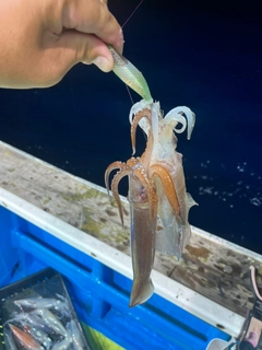 ケンサキイカの釣果