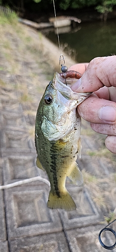 ラージマウスバスの釣果