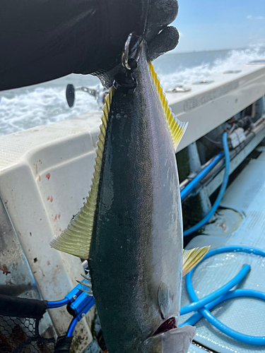 ハマチの釣果