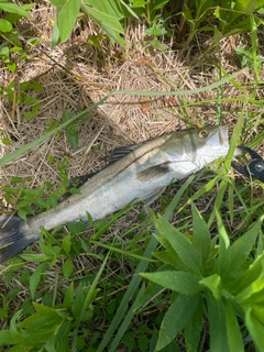 マルスズキの釣果