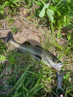 マルスズキの釣果