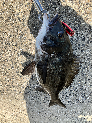 チヌの釣果