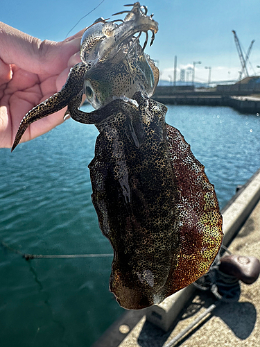 アオリイカの釣果