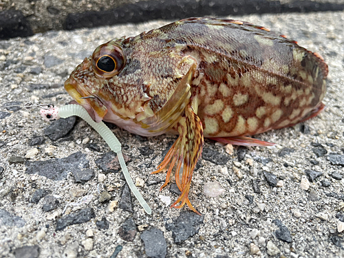 カサゴの釣果